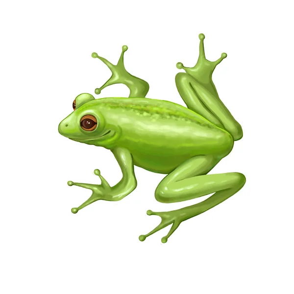 Zelená žába na bílém pozadí — Stock fotografie