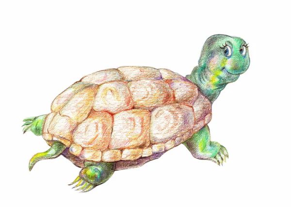 Śmieszne żółw — Zdjęcie stockowe
