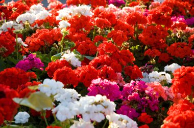 Colorful geraniums clipart