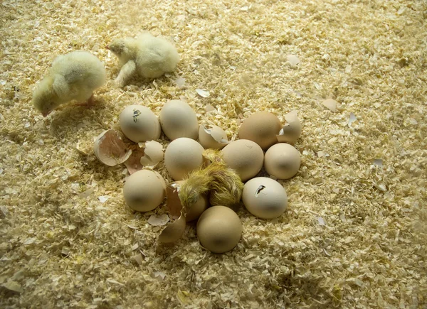 Nascimento de galinha — Fotografia de Stock