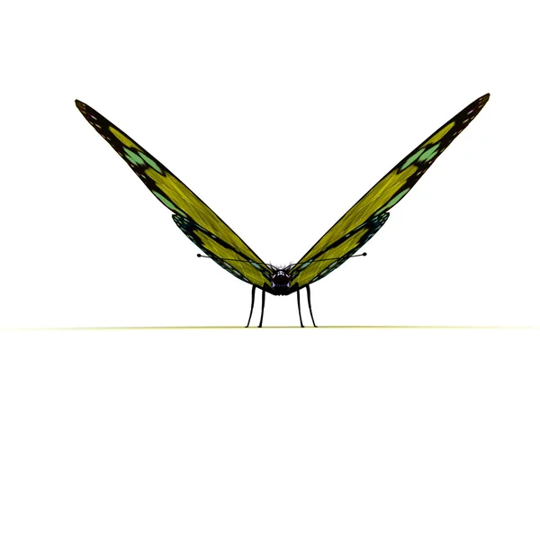 Vista frontal da borboleta amarela — Fotografia de Stock