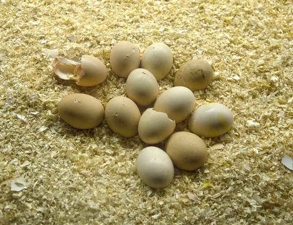 Hatching — Stock Photo, Image