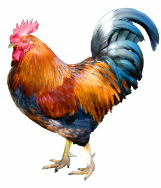 Magnificent rooster clipart