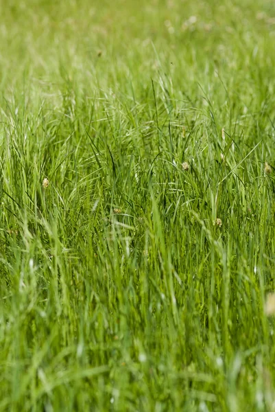 草をクローズ アップ — ストック写真