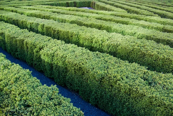 Gartenlabyrinth — Stockfoto