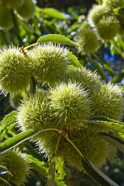 Vruchten van de kastanjeboom — Stockfoto