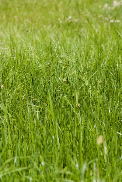 草が茂った草原 — ストック写真