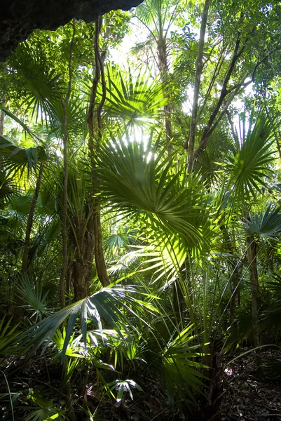 Jungle background — Stock Photo, Image
