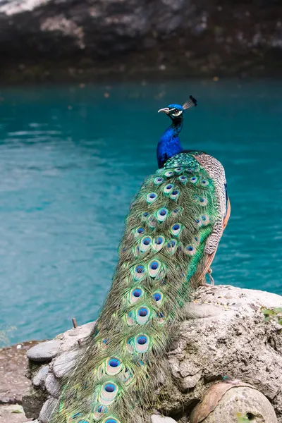 stock image Peacock