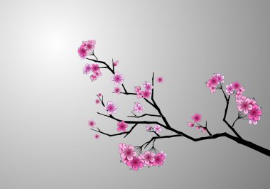 Cherry Blossoms clipart