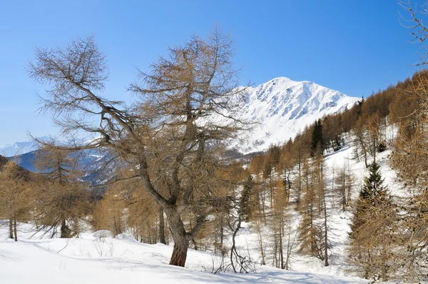 冬季景观中的树木 — 图库照片