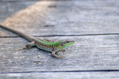 Italian Wall Lizard or Ruin Lizard (Podarcis sicula) clipart