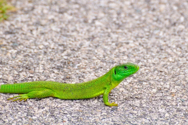European green lizard — Stock Photo, Image