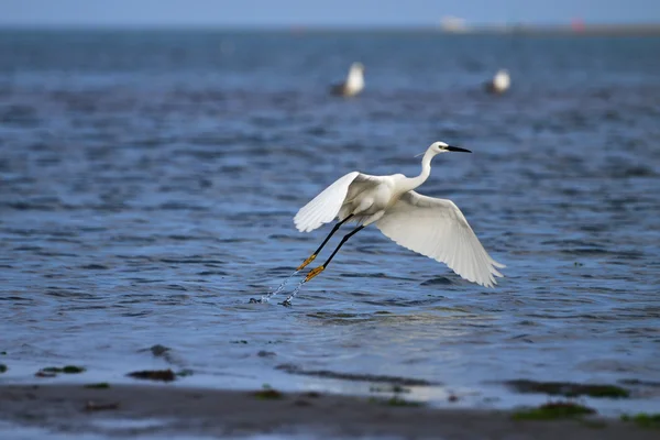 Little egret taking off — Stock Photo, Image