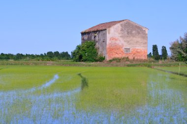 Abandoned agricultural building in rice field clipart