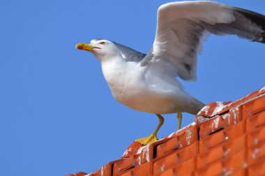 Sarı bacaklı martı duran bir çatı üzerinde