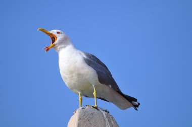 Yellow-legged gull standing on a roof clipart