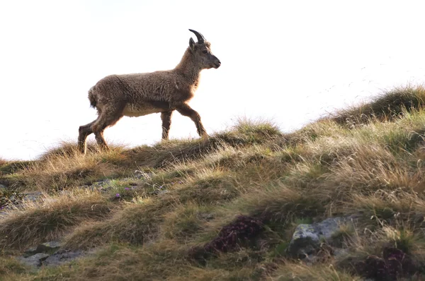 Dağ keçisi (capra ibex) yürüyüş, üzerinde beyaz izole — Stok fotoğraf
