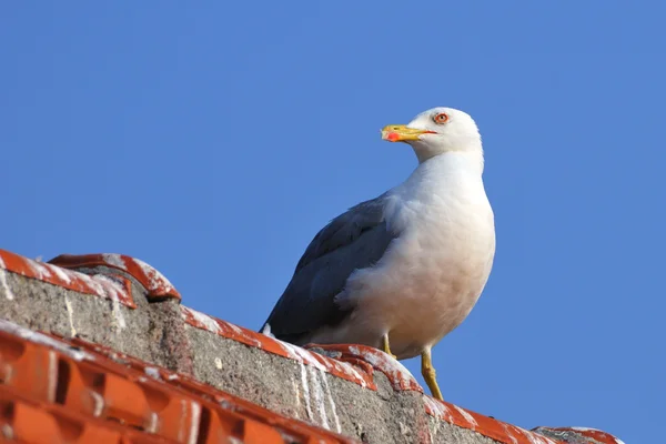 Gelbfußmöwe steht auf einem Dach — Stockfoto
