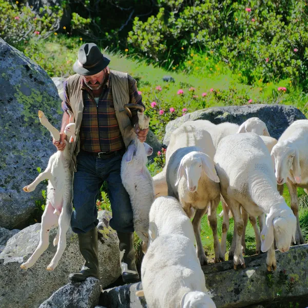 Sheperd conduisant ses moutons à travers un ruisseau de montagne — Photo