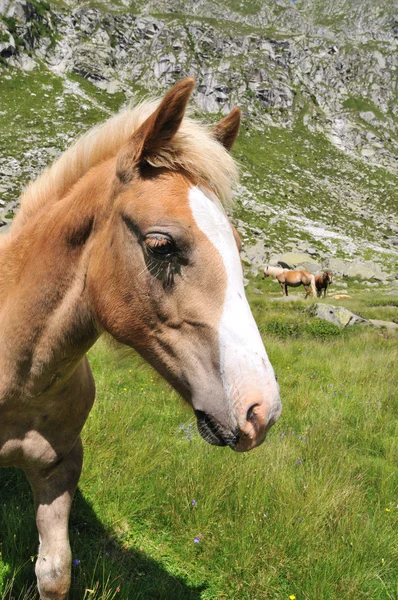 Detailní záběr koně v alpském prostředí — Stock fotografie