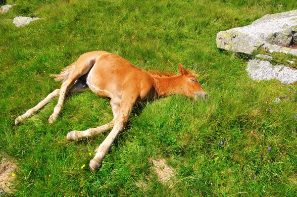 小马驹休息的高寒草甸 — 图库照片