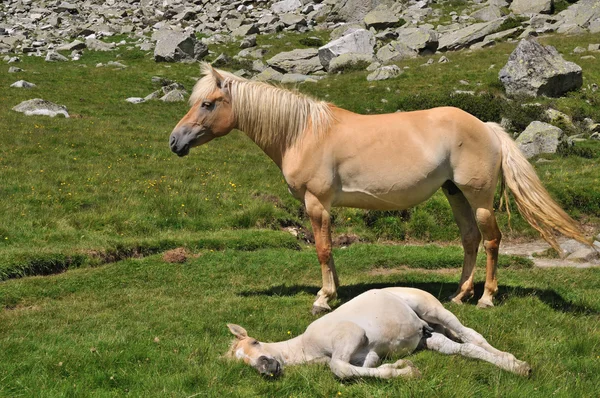 Égua e potro em ambiente alpino — Fotografia de Stock