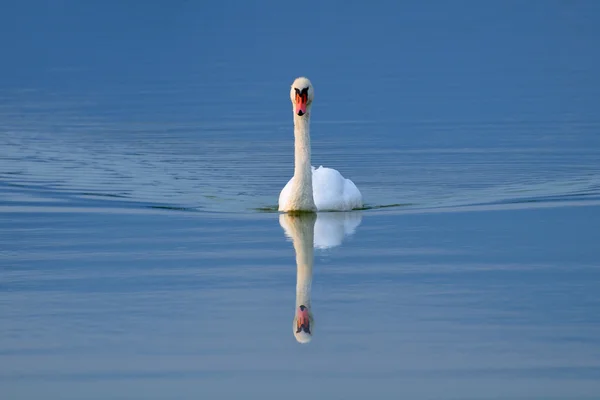 Swan swimming towards the camera after sunset — стоковое фото