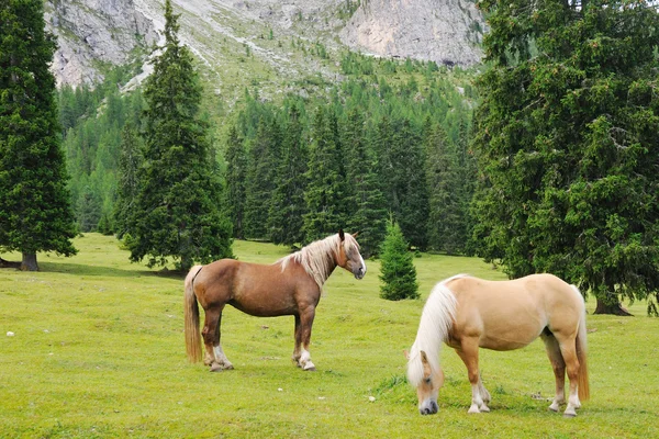 Koně pasoucí se v horské louce — Stock fotografie