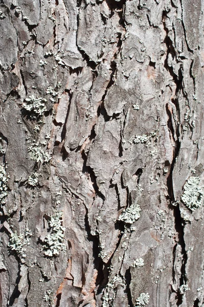 Textura de corteza de pino —  Fotos de Stock