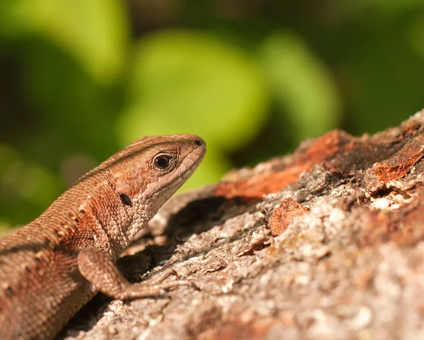 stock image Lizard