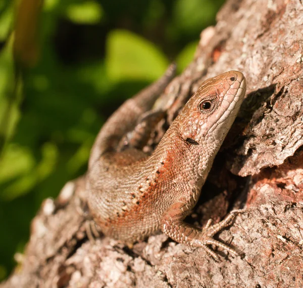 stock image Lizard