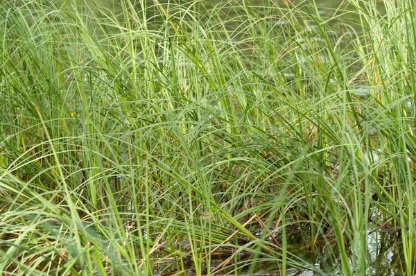 stock image Green rass against the lake