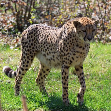 Cheetah (Acinonyx jubatus) clipart