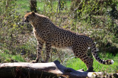 Çita (Acinonyx jubatus)