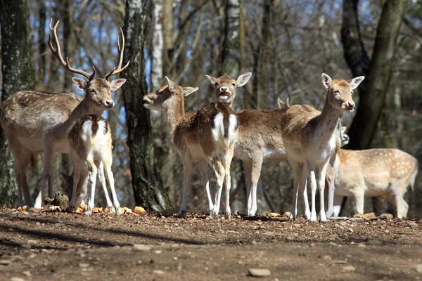 stock image Fallow deers