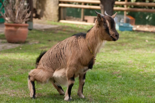 Тибетский козел — стоковое фото