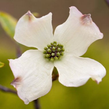 çiçek cornus Florida