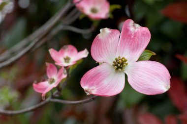 cornus Florida çiçekler