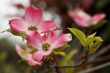 cornus Florida çiçekler