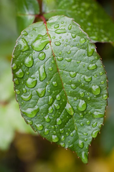 Plant leaf of rose — Stock Photo, Image