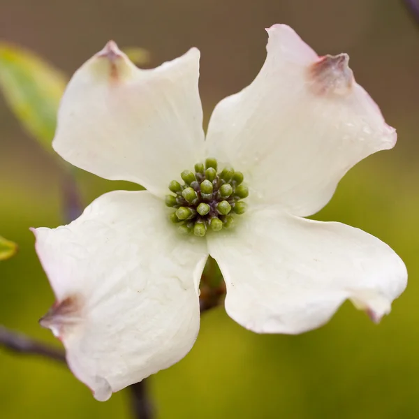 Cornus フロリダの花 — ストック写真