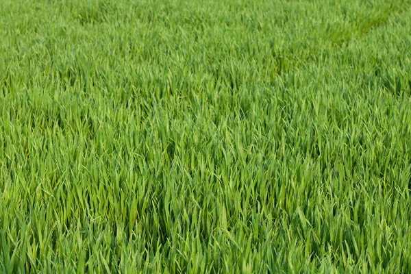 Ladang gandum — Stok Foto