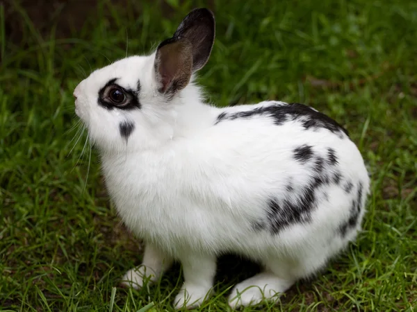 Карлик кролик — стокове фото