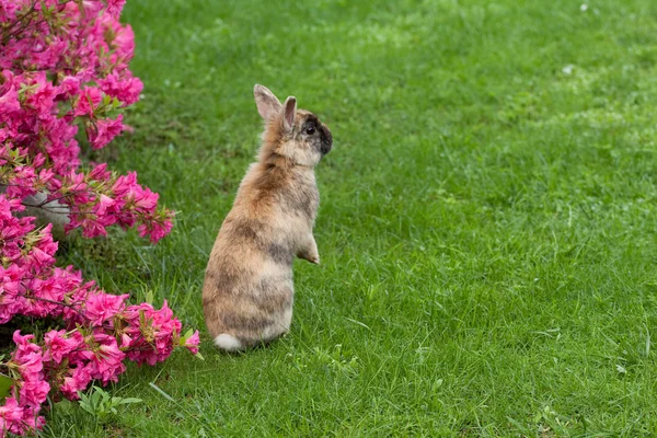 드워프 토끼 — 스톡 사진