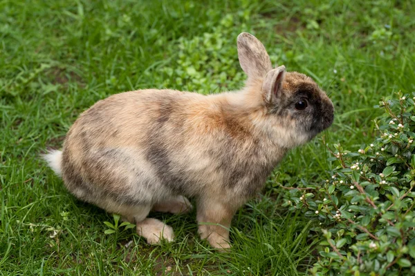Dwarf rabbit — Stock Photo, Image