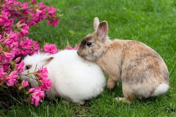 Dwarfs rabbit — Stock Photo, Image