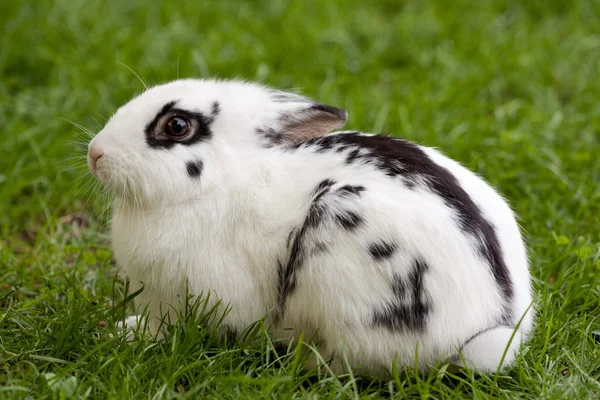Conejo enano — Foto de Stock