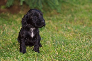 yavru köpek yavrusu