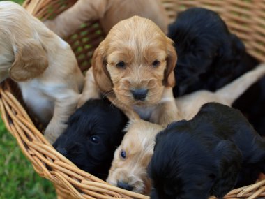 Cockerlar spaniel köpek yavrusu